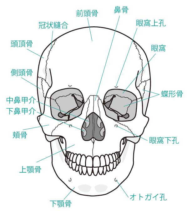 頭の骨の仕組み