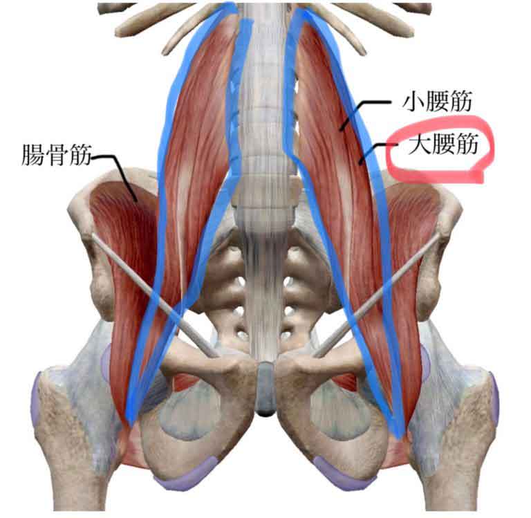 大腰筋/小腰筋/腸骨筋